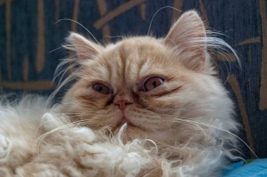 Evcil kedi kompozisyonunun yakın plan portresi