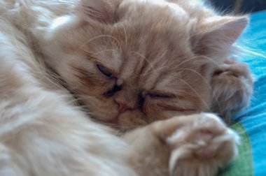 Evcil kedi kompozisyonunun yakın plan portresi