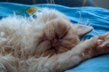 Evcil kedi kompozisyonunun yakın plan portresi