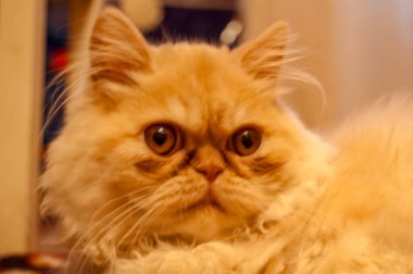 Evcil kedi kompozisyonunun yakın plan portresi