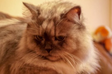 Evcil kedi kompozisyonunun yakın plan portresi