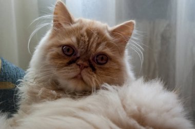 Evcil kedi kompozisyonunun yakın plan portresi