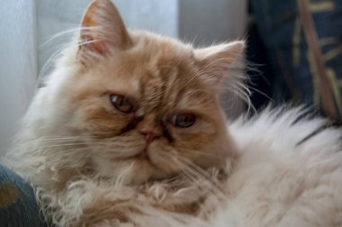 Evcil kedi kompozisyonunun yakın plan portresi