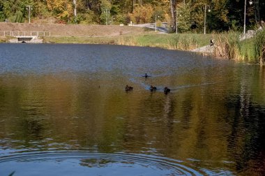 Nehir ağaçları ve gökyüzü manzarası