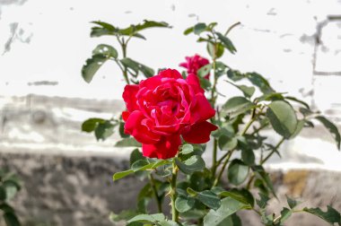 Yeşil yapraklı gül çiçeği çalısı