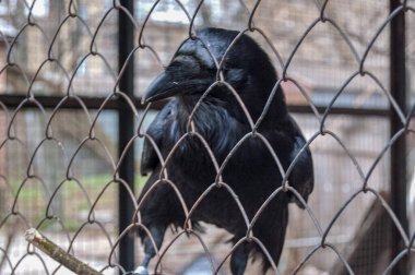 Siyah karga kafeste, yakın plan.