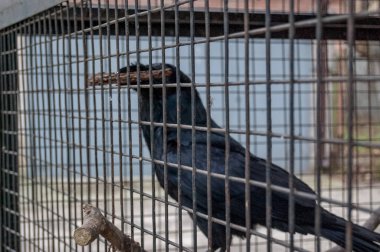 Siyah karga kafeste, yakın plan.