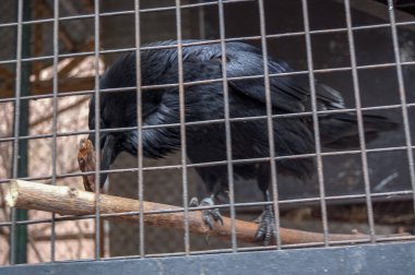 Siyah karga kafeste, yakın plan.