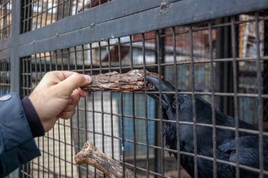 Siyah karga kafeste, yakın plan.