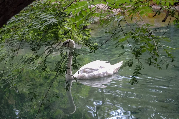 白色天鹅在水特写 — 图库照片