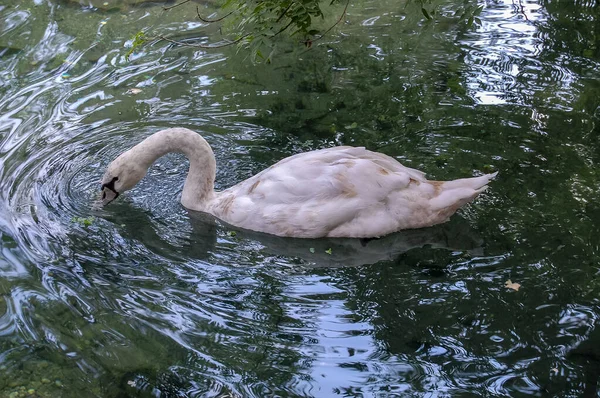 Weißer Schwan Auf Dem Wasser Aus Nächster Nähe — Stockfoto