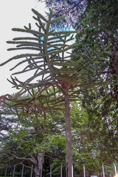 Parkta Ağaçlar Çalılar Doğa Manzarası — Stok fotoğraf