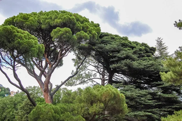 Parkta ağaçlar ve çalılar Doğa manzarası