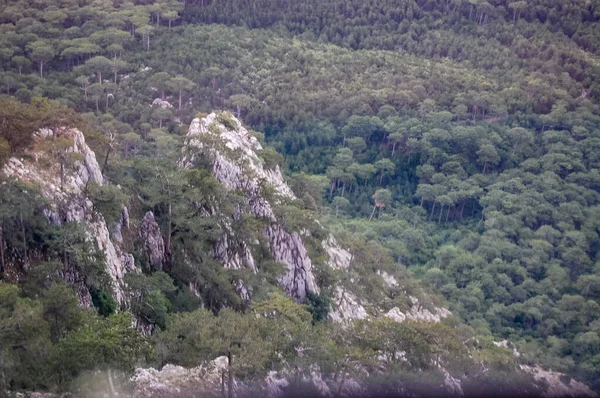 Dağlarda yeşil orman