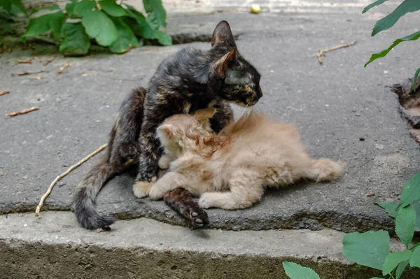 Närbild Porträtt Tamkatt Sammansättning — Stockfoto