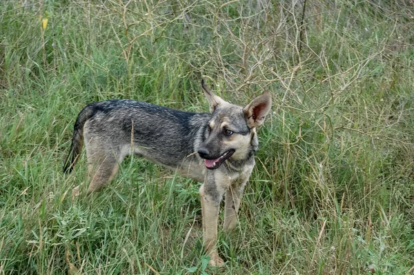 Porträt Eines Hundes Mit Hintergrund Nahaufnahme — Stockfoto