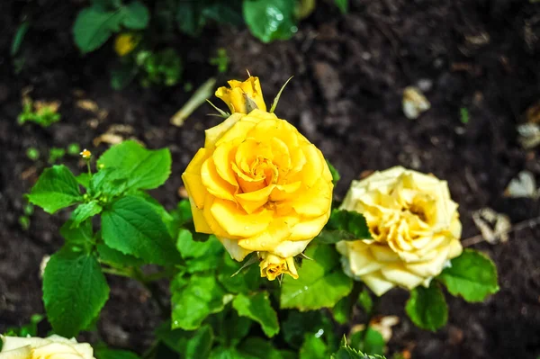 Yeşil Yapraklı Gül Çiçeği Çalısı — Stok fotoğraf