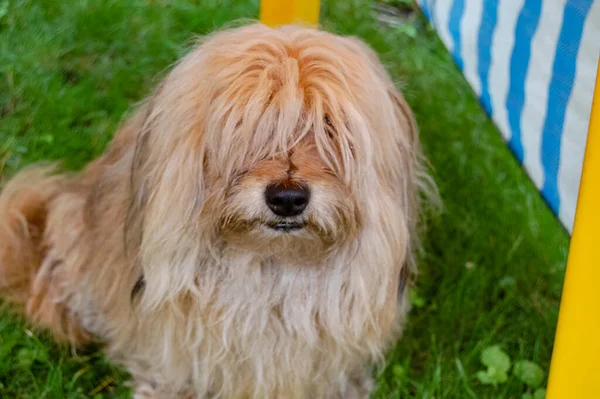 Bir köpeğin yakın plan kompozisyonu portresi