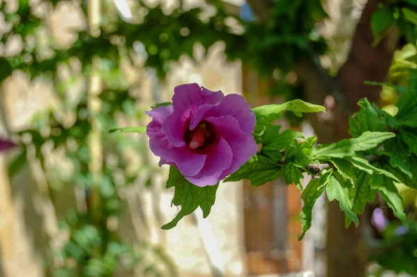 parlak renkli çiçek makro yakın plan kompozisyonu