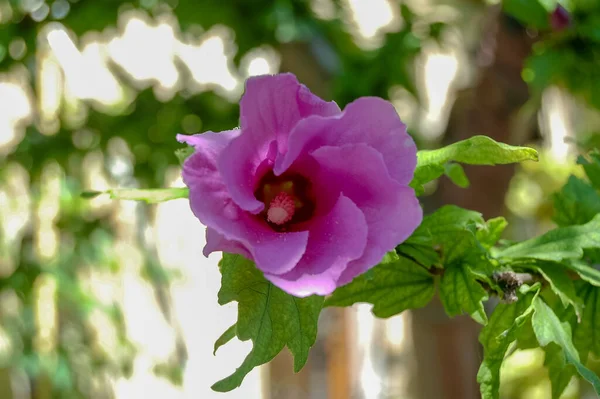 parlak renkli çiçek makro yakın plan kompozisyonu