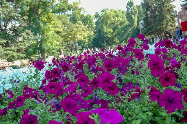 Blumen Blühen Der Parklandschaft — Stockfoto