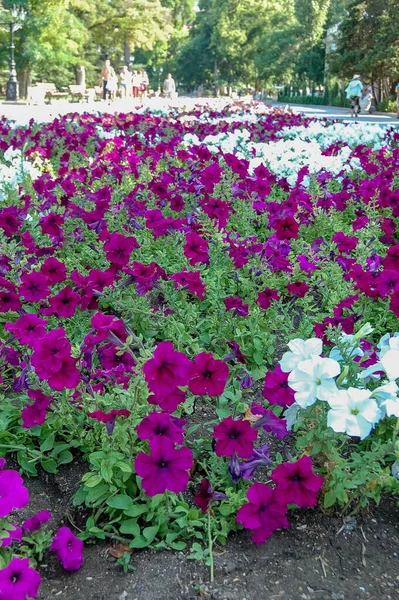 Park kompozisyonu manzarasında açan çiçekler.