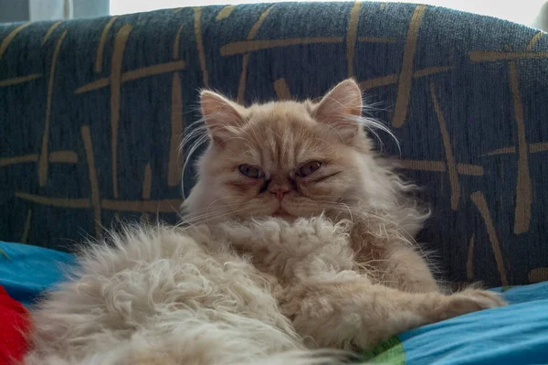 Evcil kedi kompozisyonunun yakın plan portresi