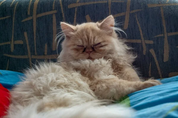 Evcil kedi kompozisyonunun yakın plan portresi