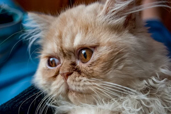 Γκρο Πλαν Πορτρέτο Οικιακής Σύνθεσης Γάτας — Φωτογραφία Αρχείου