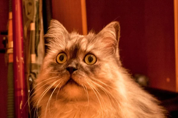 Evcil kedi kompozisyonunun yakın plan portresi