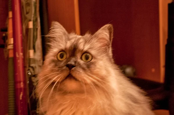 Evcil kedi kompozisyonunun yakın plan portresi