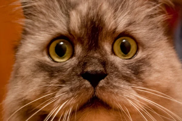 Evcil kedi kompozisyonunun yakın plan portresi