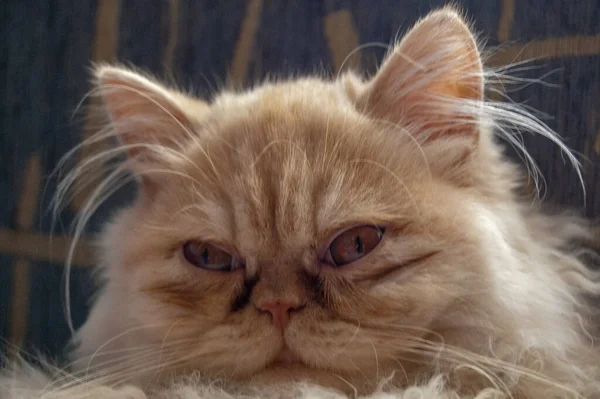 Evcil kedi kompozisyonunun yakın plan portresi