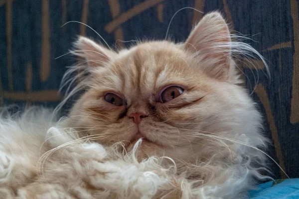 Evcil kedi kompozisyonunun yakın plan portresi