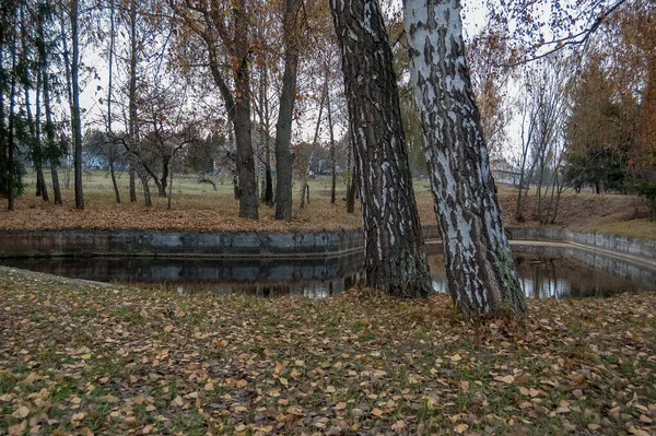 Kamu Parkında Küçük Bir Göl Doğa Manzarası — Stok fotoğraf