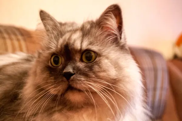 Evcil Kedi Kompozisyonunun Yakın Plan Portresi — Stok fotoğraf
