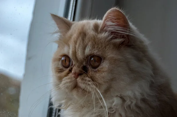 Retrato Cerca Composición Doméstica Del Gato — Foto de Stock