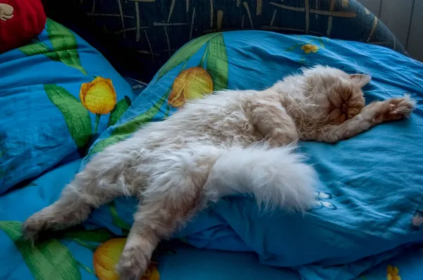 Evcil kedi kompozisyonunun yakın plan portresi