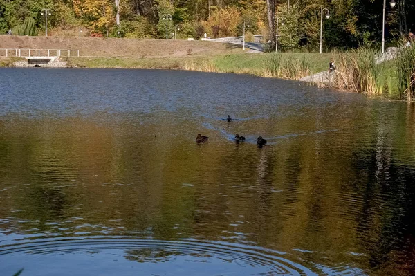 Nehir ağaçları ve gökyüzü manzarası
