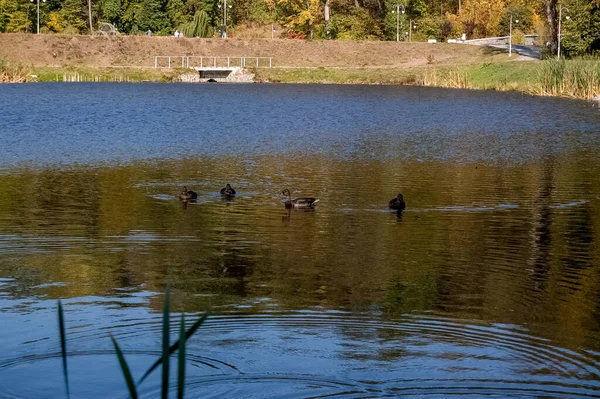 Nehir ağaçları ve gökyüzü manzarası