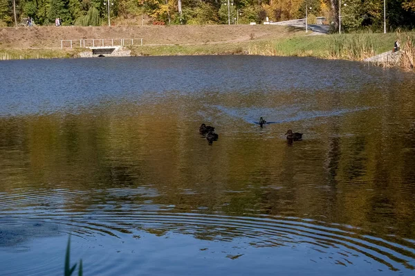 Nehir ağaçları ve gökyüzü manzarası