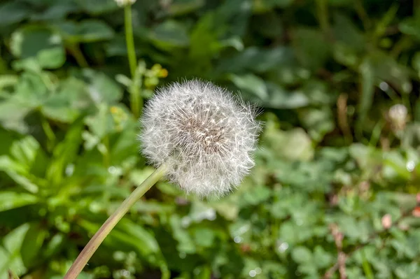 Zblízka Kvetoucí Bílá Pampeliška Makro Složení — Stock fotografie