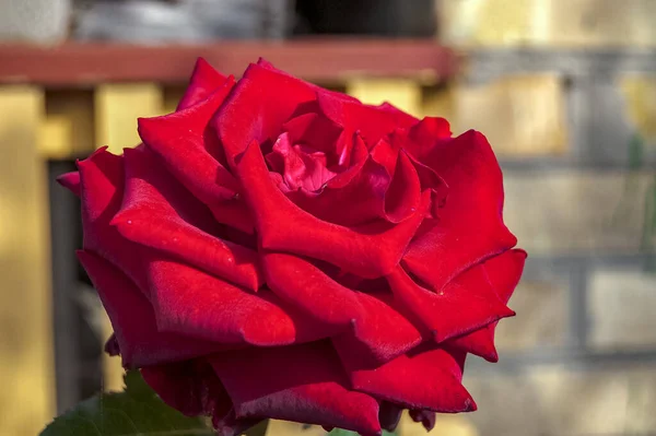 Różany Kwiat Krzak Zielonymi Liśćmi Zbliżenie — Zdjęcie stockowe