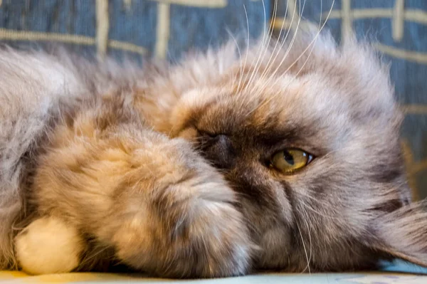 Evcil Kedi Kompozisyonunun Yakın Plan Portresi — Stok fotoğraf