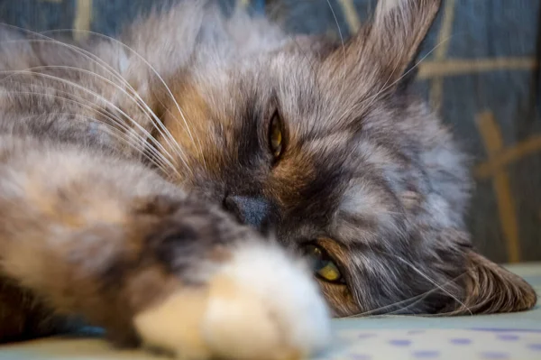 Retrato Cerca Composición Doméstica Del Gato — Foto de Stock