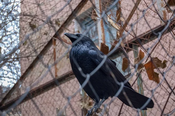 Corbeau Noir Corbeau Dans Cage Gros Plan — Photo