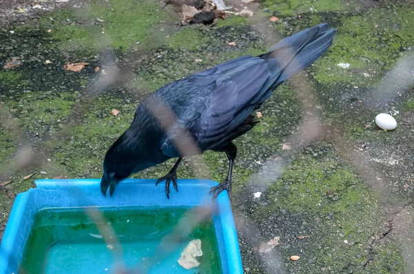 Black Raven Crow Cage Close — Stock Photo, Image