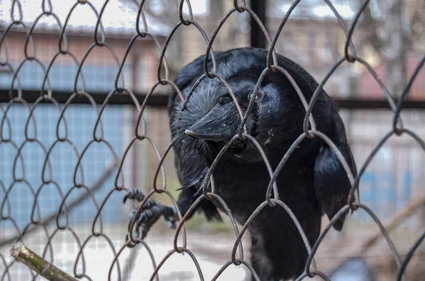 Corbeau Noir Corbeau Dans Cage Gros Plan — Photo