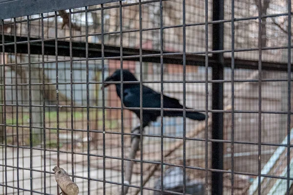 Zwarte Raaf Kraai Kooi Close — Stockfoto