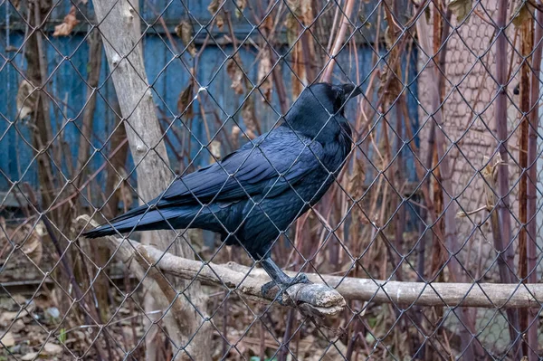 Siyah karga kafeste, yakın plan.